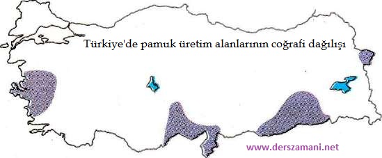 pamuk