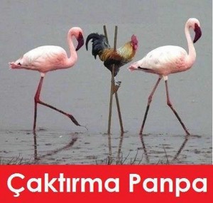 caktirma panpa