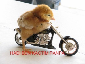 panpa_100634_m