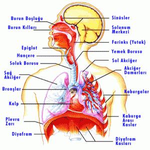 solunum_sistemi-ANARESİM
